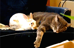 kočka a králík