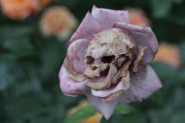 burnt-roses-fallen: The Death Rose (Rosa calvaria) is a rare and mysterious plant species. Beautiful when blooming, the buds form skull like faces when wilting. Biologists still don’t understand how the Death Rose forms these shocking designs as they are impossible to grow in lab experiments. 