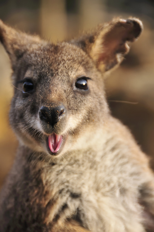 h4ilstorm: wallaby (by biarritz73) 