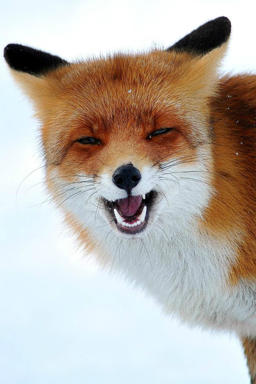 waasabi: Foxy smile by Dexter Bressers 