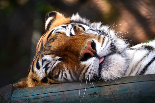 tigersareforever: Sleeping Tiger by Rob McC on Flickr.