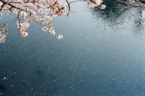 移り行く季節を見た by talowww on Flickr.