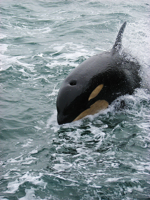 tharidra: Killer Whale (Orcinus orca) by Crappy Wildlife Photography on Flickr. Look at that baby porpoise!: 3