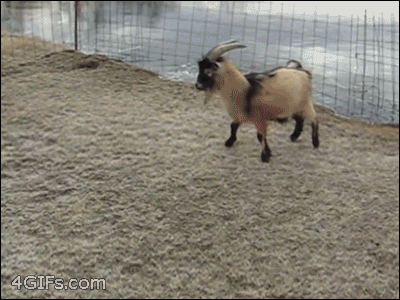 goat slide
