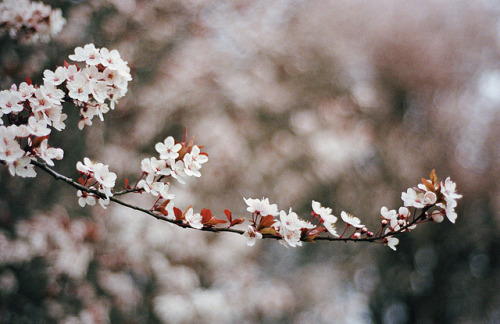 oix: the romance of pink blossoms by manyfires on Flickr.