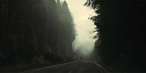 foggy forest forest gif | WiffleGif