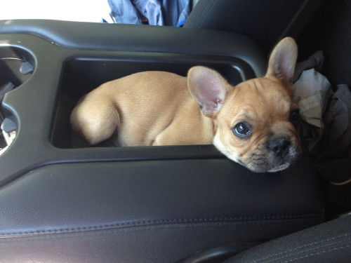 pup holders