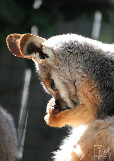 soulballer: destinymariephotography: “Wallaby” by DM Photography This is my own photography. On vacation. Queued. =) 