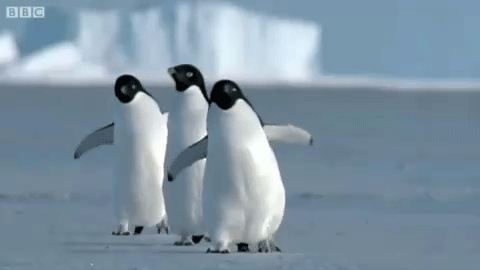penguins waddling in arctic gif | WiffleGif