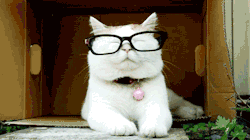 Image result for very funny spectacles animated gif