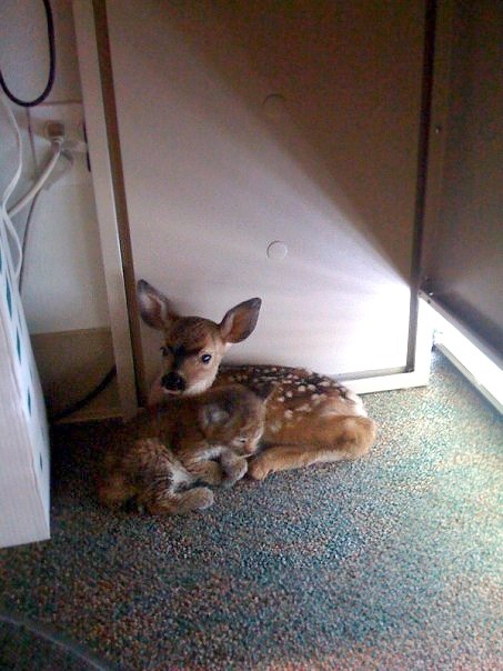  This fawn and bobcat were found in an office together, cuddling under a desk after a forest fire 