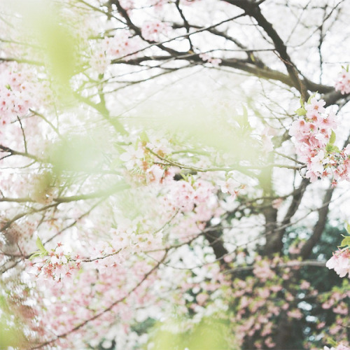 novemberschopin: 陽光桜 by t.ono on Flickr. 