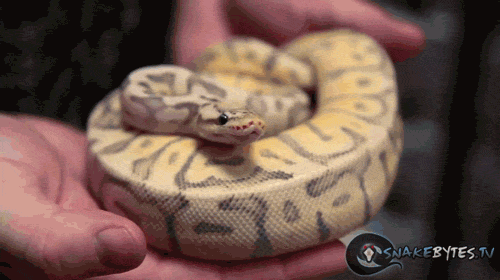 Image result for python gif
