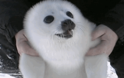 baby seal gifs | WiffleGif