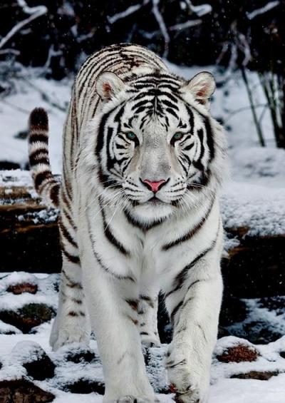 llbwwb: White tiger by Noname 