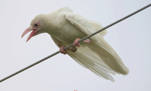  Albino Raven 