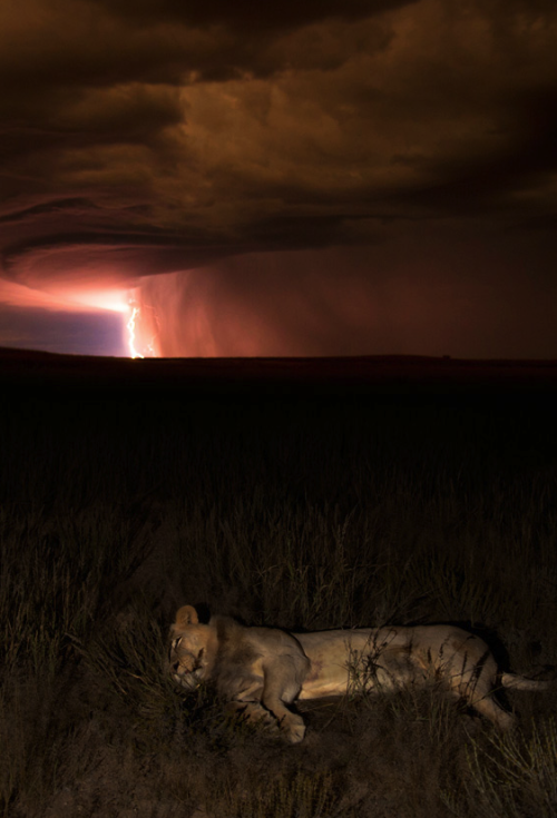 awkwardsituationist: photo by hannes lochner in the the kgalagadi transfrontier park in south africa 