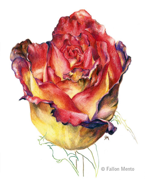 Colored pencil bi-color blush rose &lt;3 Portfolio: Fallonmento.com
