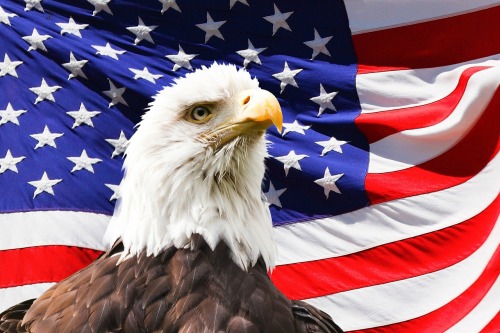 Tea Party-style flag and eagle porn
