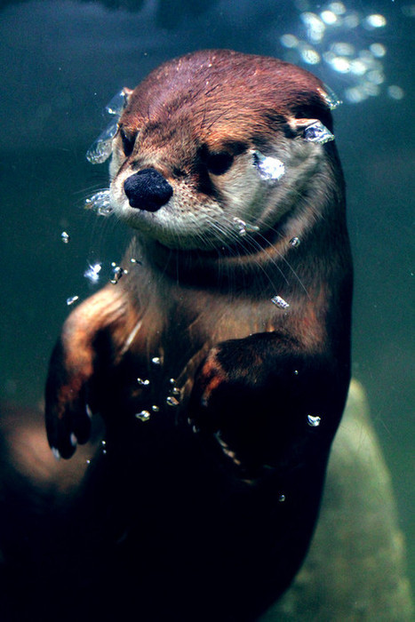 rahchala: Underwater Otter - Imgur