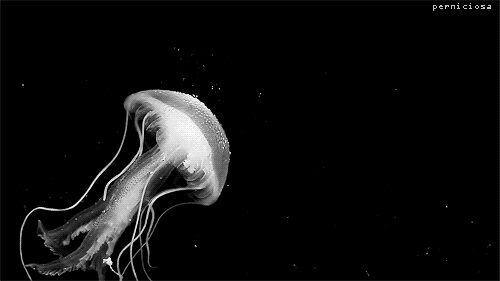jellyfish gifs Page 13 | WiffleGif