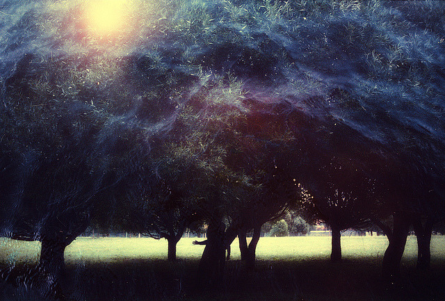 mysterious wood by Polina Washington on Flickr.