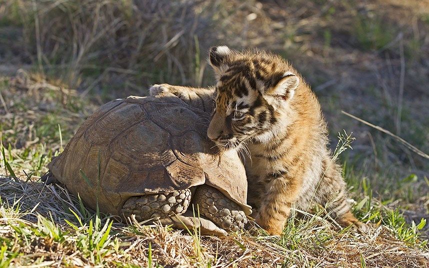 龟撤回到它的外壳为五周大的孟加拉虎幼崽调查的生物在虎峡谷中保留卡鲁，南非。
