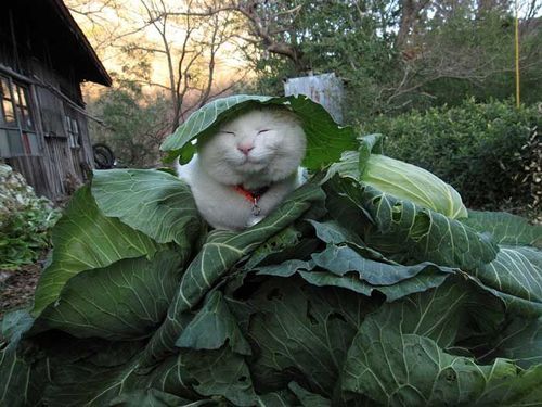 animalcell: look at this cat he’s so happy with his leaf i think we should all be more like this cat 