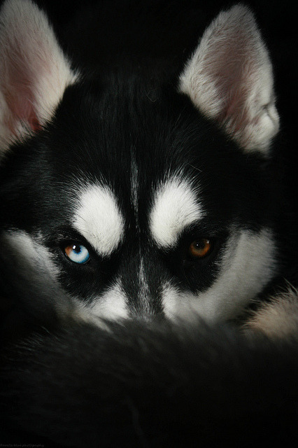 ayustar: 3/52 - Those eyes.. by Arctic Blue Huskies on Flickr. 