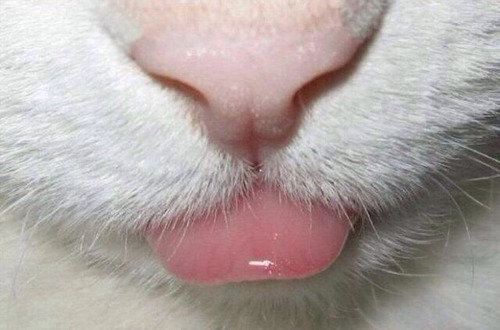 Lick Pink Kitty 115