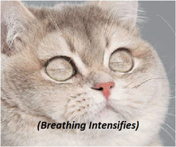 breathing intensifies gifs | WiffleGif Heavy Breathing Cat Picture
