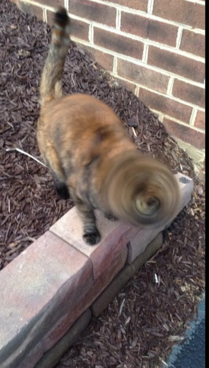 lolfactory: Tried to take a picture of my cat, and it shooked midway through the shot- funny pictures