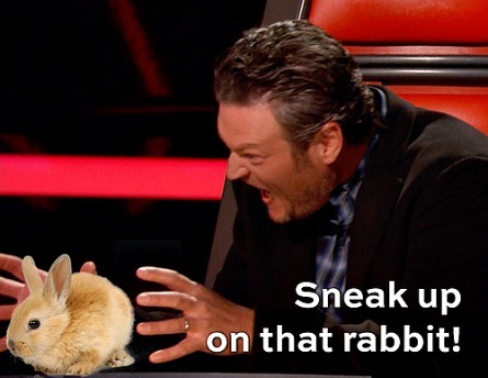 Blake's rabbit