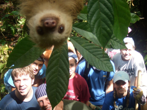 sloth casual photobomb