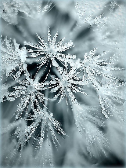 icy-winterland:❅ In my winter wonderland ❅