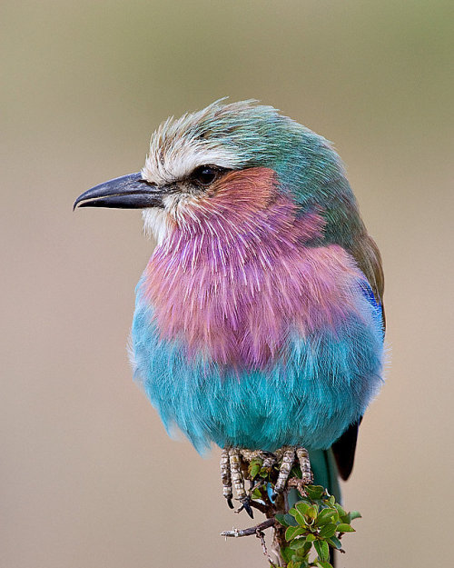 Pretty pastel colored fluffy bird Lilac-Breasted... - aesthetikitten