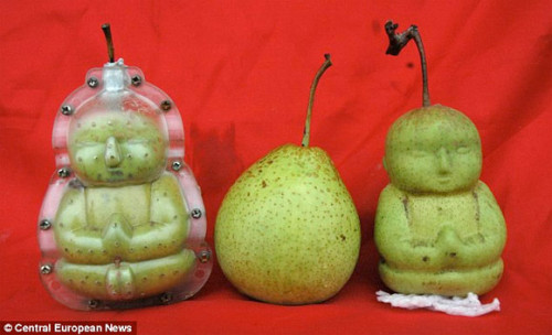  exarock: Китайский фермер Гао Xianzhang растет груша Будды ребенка на своей ферме, заставляя плод расти в пластиковые формы плесени. Просветление. 
