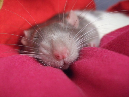 rats will forever be my favourite pet.