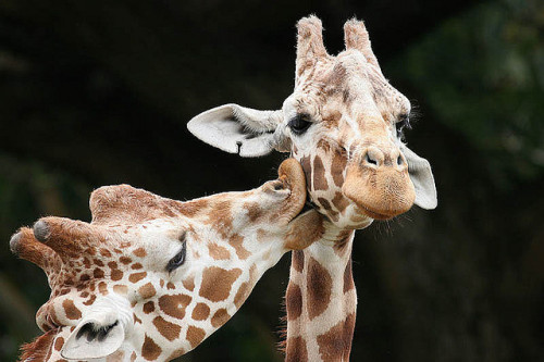 Kissing Giraffes - True Love (by Buck Forester) 