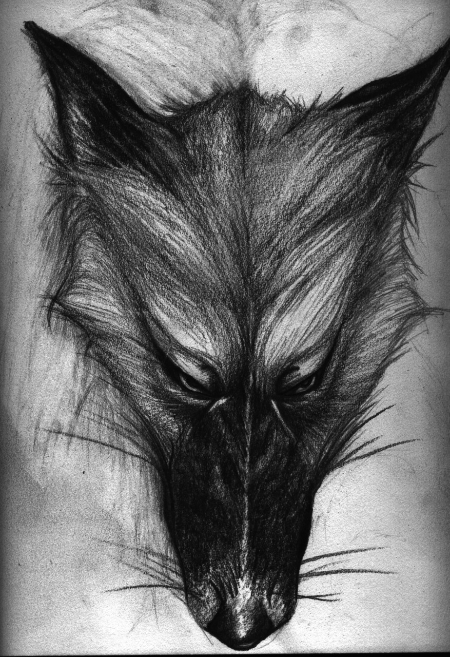 Sketch of a wolf, I could not sleep so i decided to draw this is what I produced.
