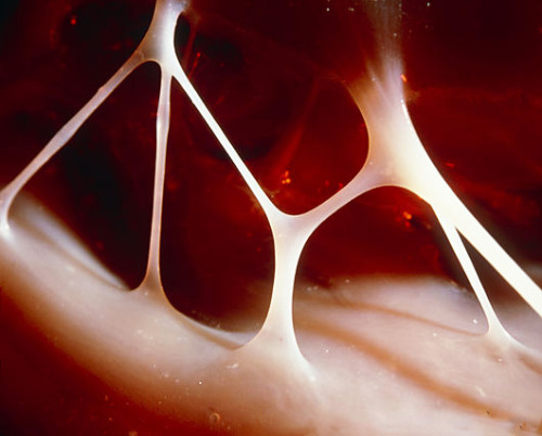 geneticist: Heart strings (tendons) inside the human heart. (source) 