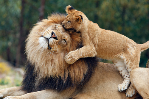 Lion hugs man in the wild