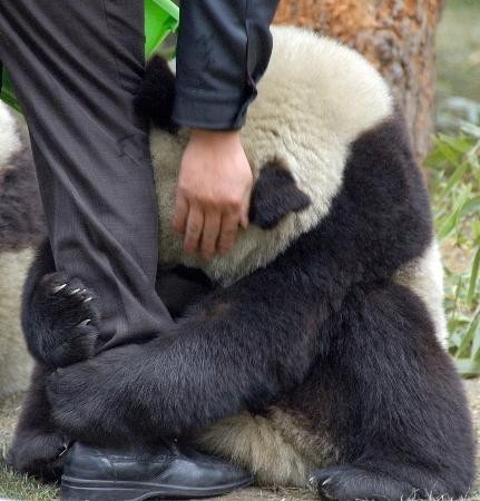  A scared panda clings to a police officer’s leg after an earthquake hits China. 