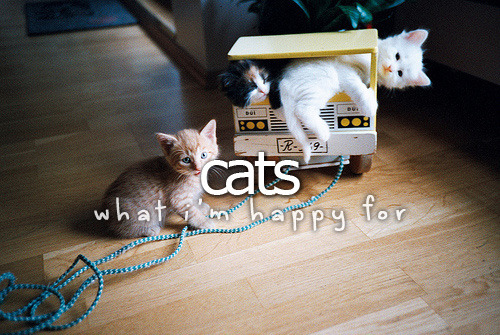 
What I’m happy for&#160;» Cats
