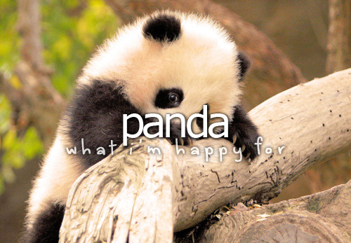 What I’m happy for&#160;» Panda
