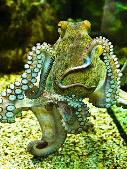fyeah-seacreatures: Inquisitive Octopus. By: AnnBuster 