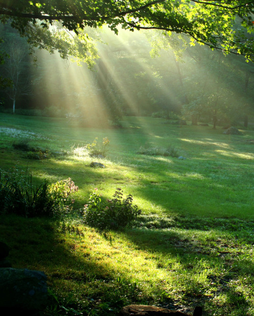 urban-oasis: sunlight pouring through the trees. 
