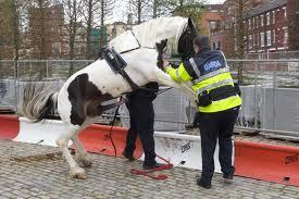 Cavalo Excitado tenta Montar Polícia