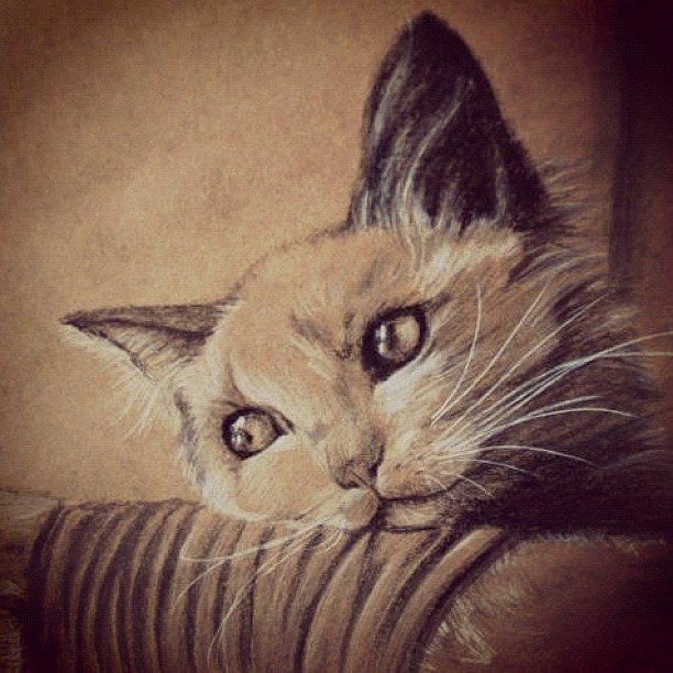 Charcoal.Drawing cats, or animals in general are fun~ :] simplistic-inspiration.tumblr.com 