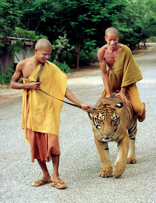 happy Cool animal tiger ride buddhism buddhist monks monk buddhist monk  dr0gon •